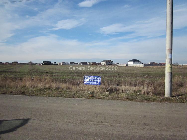 Domnesti-Narciselor - 7