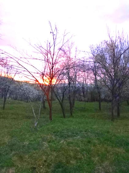 Gospodarie, casa cu 5 camere si 8272 mp teren, in Oarda - 20