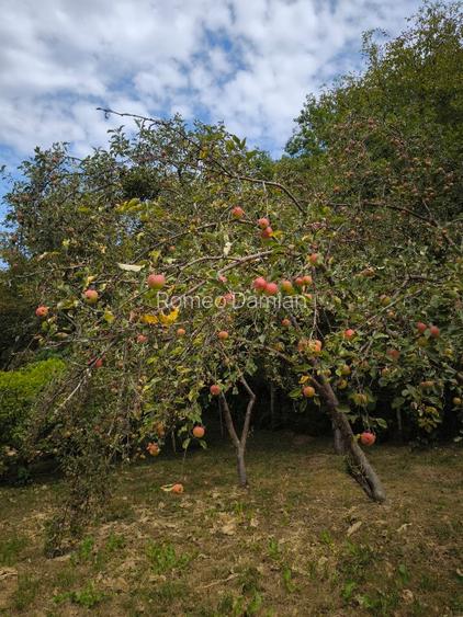 Teren cu cabana de vanzare - 14