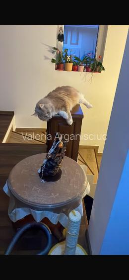 Vila mobilată și utilată ,situată în Chitila , str Nicolae Bălcescu 59 . - 9