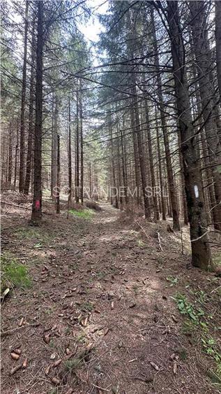 Teren 1400mp intravilan padure in statiunea Paltinis -zona statia Meteorologica - 8