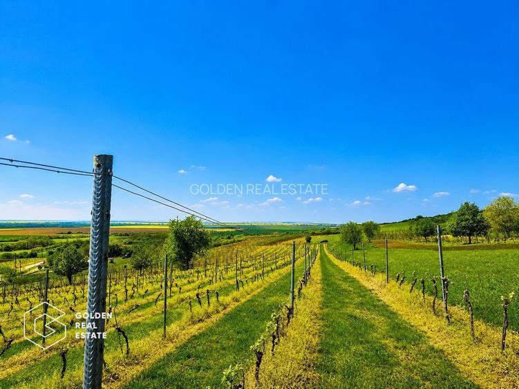1,35 hectare vie pe rod (Cabernet si Merlot), Siria - 7
