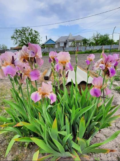 Casa in Delta Dunarii -Sat Caraorman Pret NEGOCIABIL ! - 3