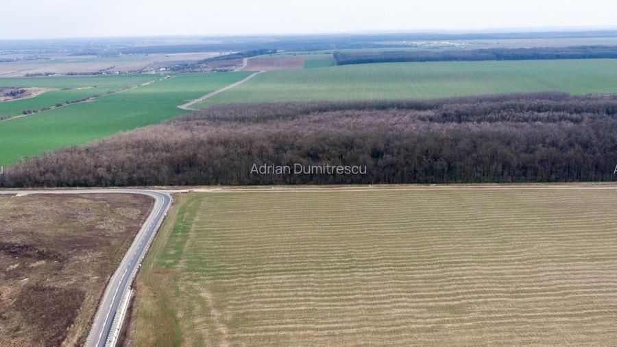 Teren intravilan la asfalt si statie autobuz Ilfov Cernica Posta - 17