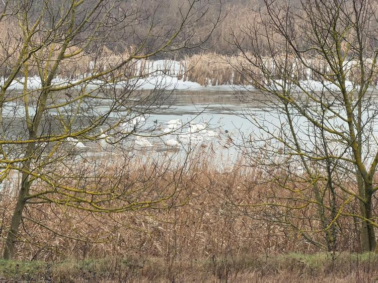 Teren cu deschidere la lac | 50 m Padure | 1000 MP - 2