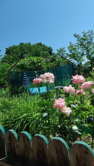 Casă locuibilă cu 1400 mp teren, vie pe rod și livadă – aproape DN3 – Ștefănești - 16