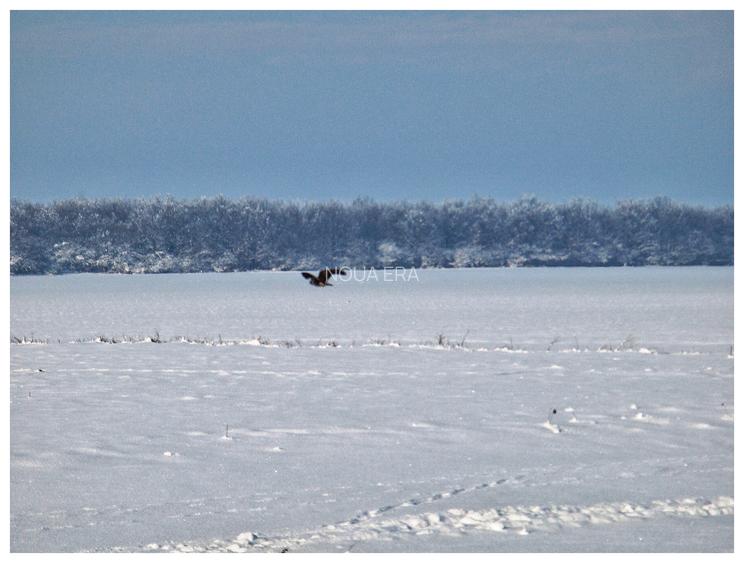 Intravilan în satul Popești. Zona Frumusani. Curent. Padure. Aer curat, liniste. - 7
