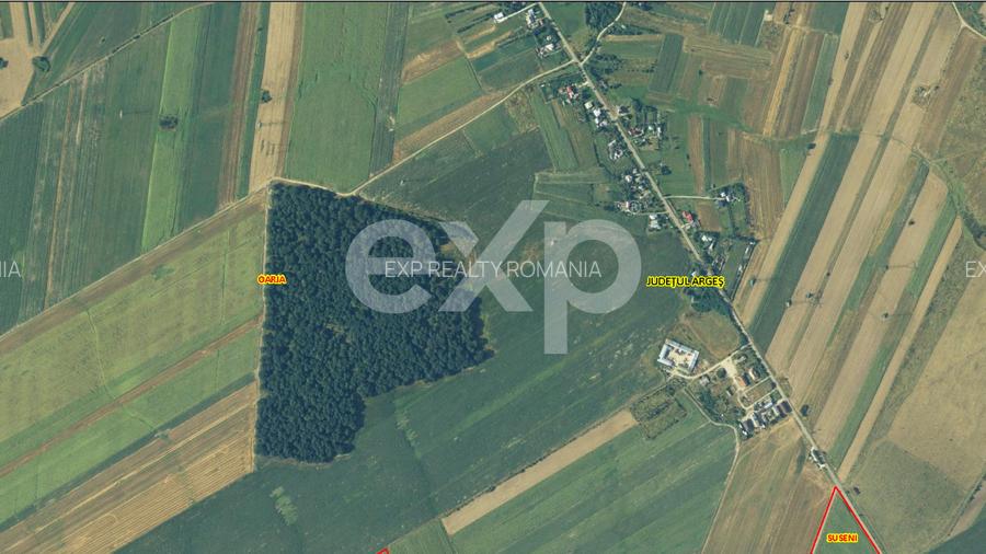 20 Ha Padure stejar la 10 km de Pitești - 3