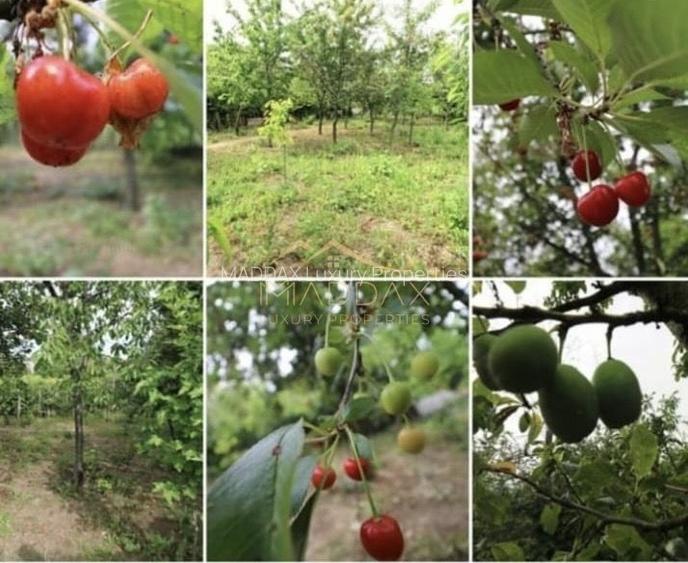 Vila 9 camere***gradina cu pomi fructiferi//1085 mp teren***Dragomiresti-Deal - 5