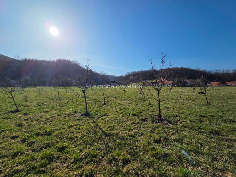 Vand teren intravilan cu livada de gutui - 5