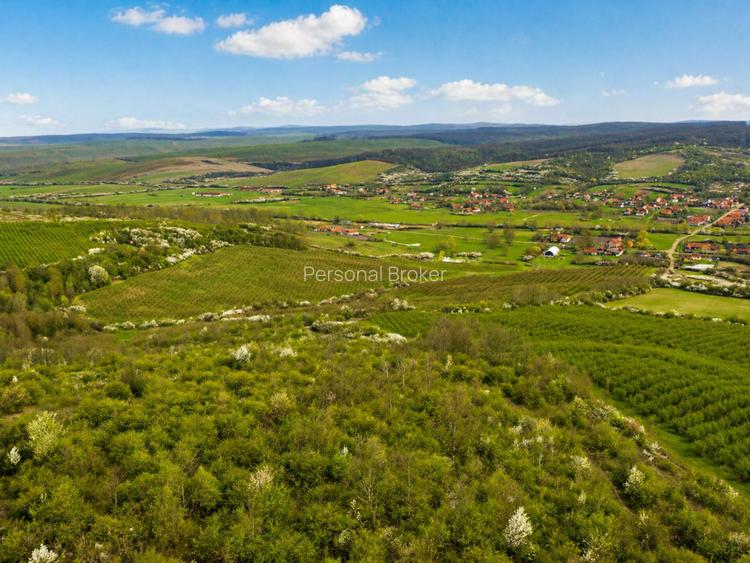 Teren 20 ha vestul Romaniei – ideal plantație aluni / livadă - 2