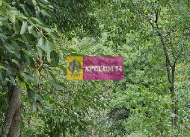 Casă de vânzare în Provița de Jos - 17