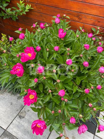 Casa moderna in Selimbar, 4 camere, renovata si gata de mutare - 19