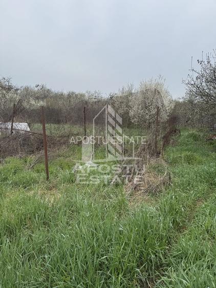 Casă unifamilială în Remetea Mare  cu teren de 3383 mp. - 13