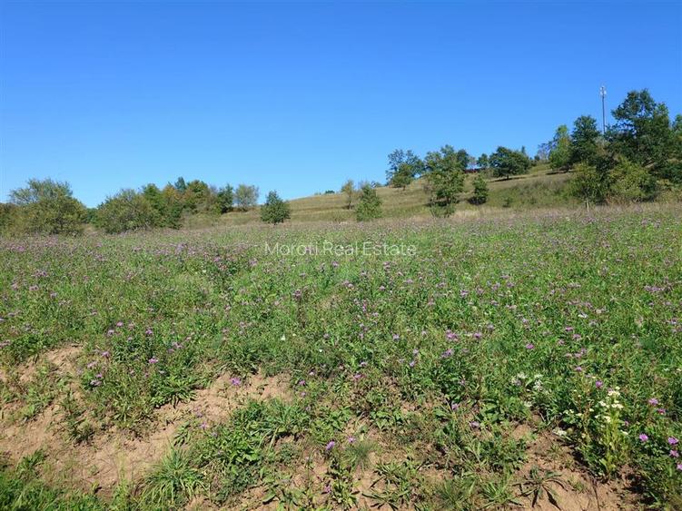 Teren intravilan 8757 mp cu acces direct la E79 - 14