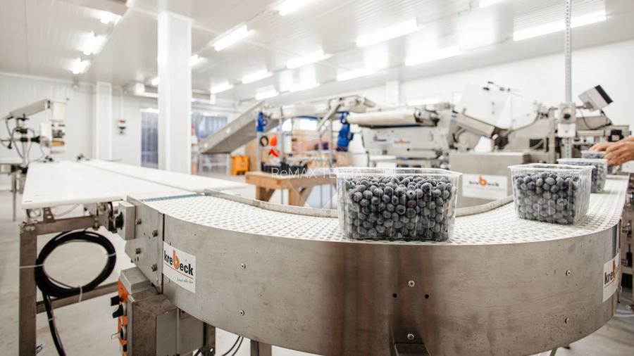 Plantatie de afine la cele mai inalte standarde, de vanzare! - 11