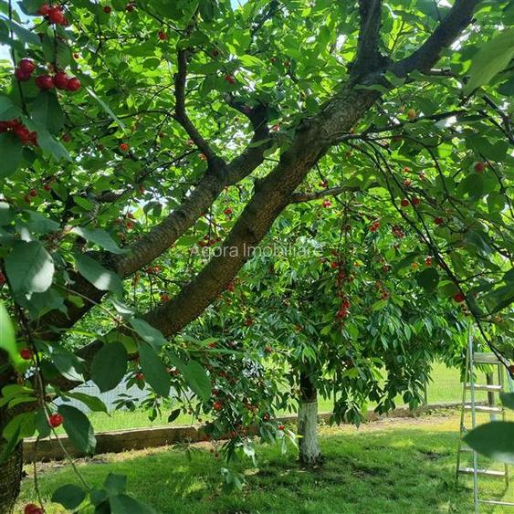 Vila de vanzare 200 mp cu anexe 40 mp si teren 1600 mp - 16