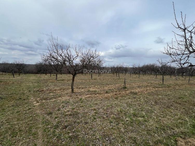 Teren vanzare, 8000 m2, Danicei, Cuca, Arges - 6