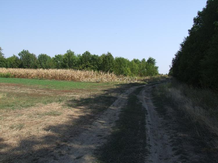 Clinceni-Ordoreanu-padure loturi  733mp - 4