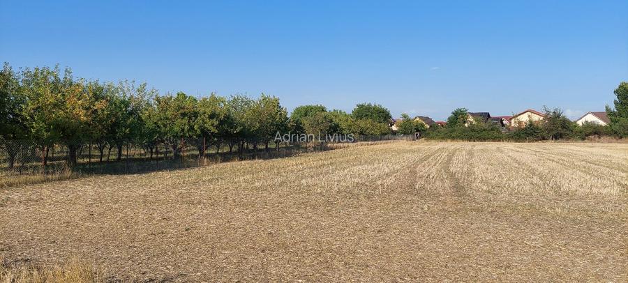 Teren intravilan in Sag jud. Timis - 6