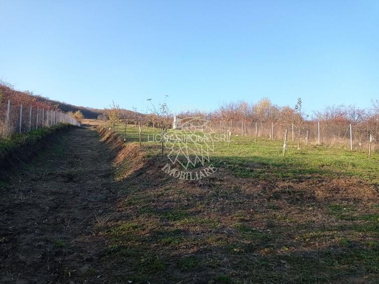 Teren intravilan 2700 mp-ideal case/investitie-Viisoara - 6