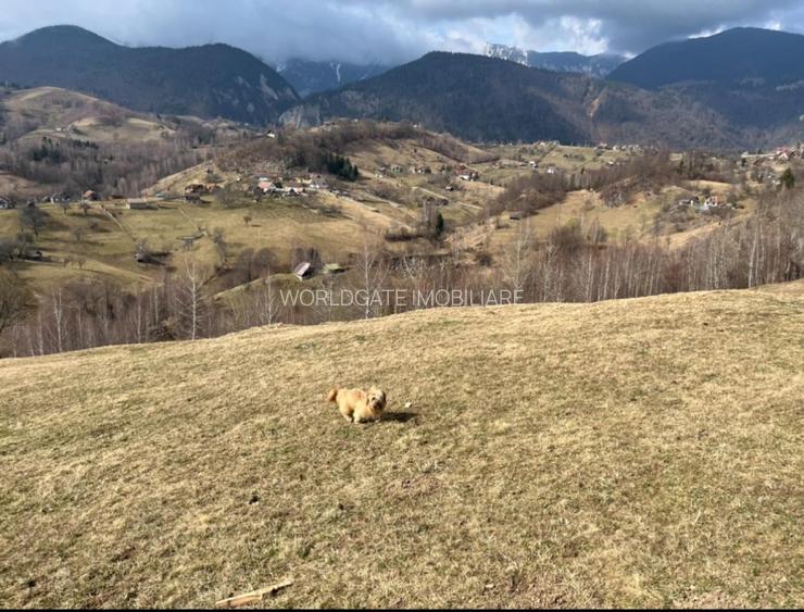 Vanzare Teren cu Punct de Belvedere in Moieciu zona Magura-Pestera - 4