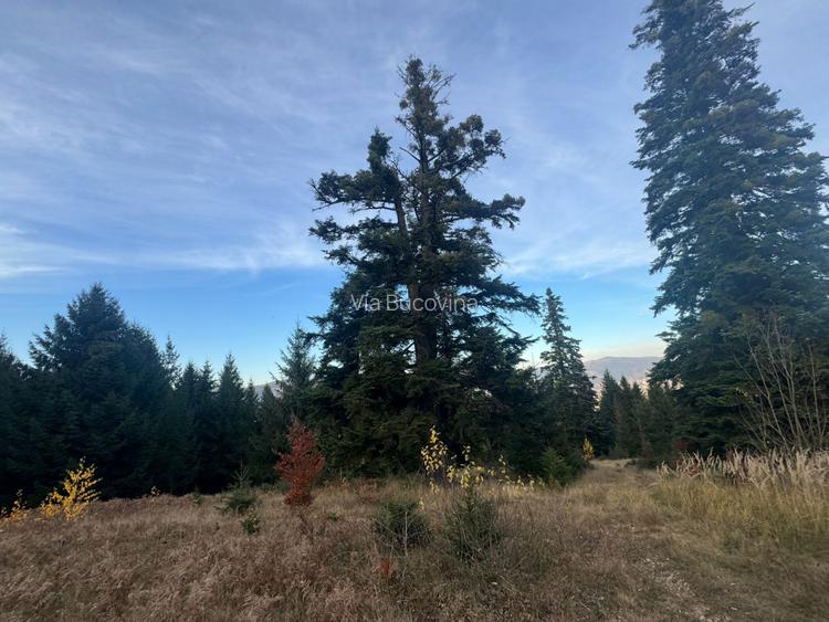 Vanzare 5,3 ha pasune deasupra Voronetului Suceava - Proiect Turistic - 30