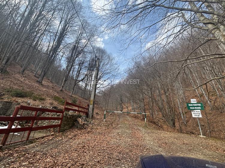 VANZARE PADURE MANECIU -CHEIA,  40HA - 4