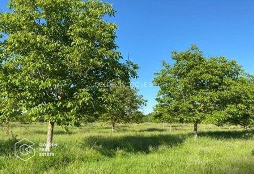 Teren extravilan Bazosul Nou, 500 000 mp - 3