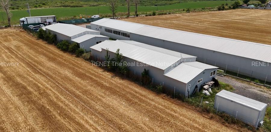 CIOLPANI, LOT 5.000 MP, HALE INDUSTRIALE! - 6
