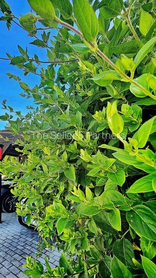 Suprafata generoasa teren - 38