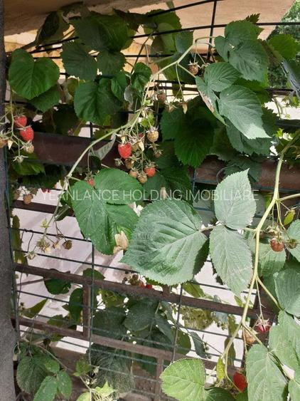 APARTAMENT 2 CAMERE GHEORGHE IONESCU-SISESTI - 8