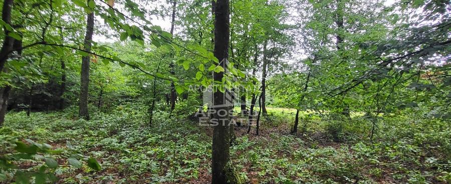 Teren mixt de 8.600 mp, ideal pentru investitie, Cuied - 4