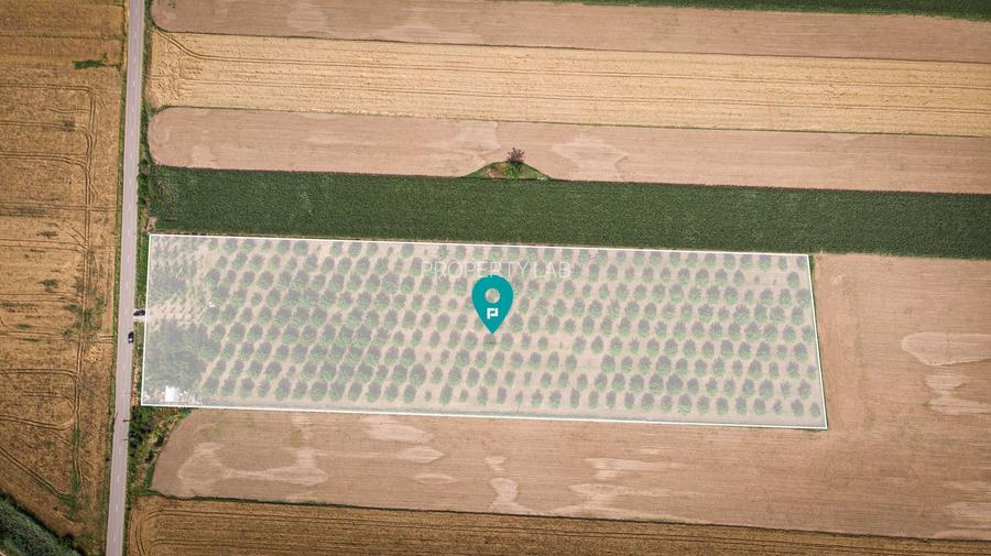 Livadă de nuci altoită și ecologică 2.5ha - 7