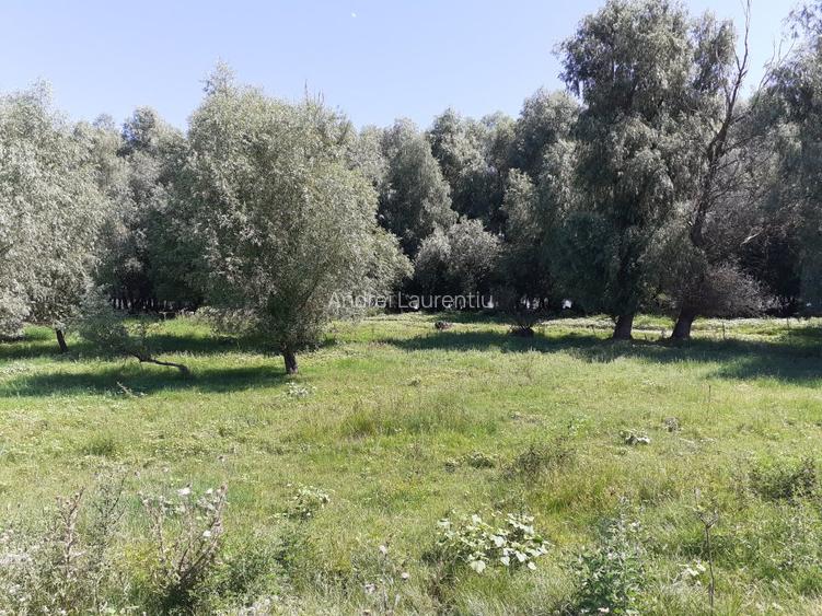 OCAZIE; teren MAHMUDIA 12euro/m.p. Suprafata 5000 m.p. Deschidere la Dunare 48m - 7