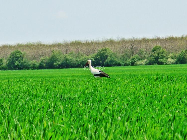 Loturi 1000 mp Frumușani–natură, zona cu pădure si lac, deschidere drum județean - 8