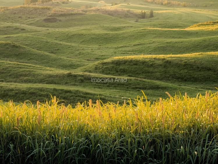 Vanzare Teren Extravilan Arabil, Pășune Chesint, Zabrani Arad, 48.86ha - 5