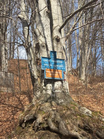 VANZARE PADURE MANECIU -CHEIA,  40HA - 14