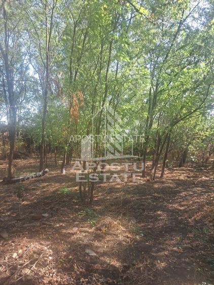 Casa individuala in Cruceni ,la granita cu Serbia - 8