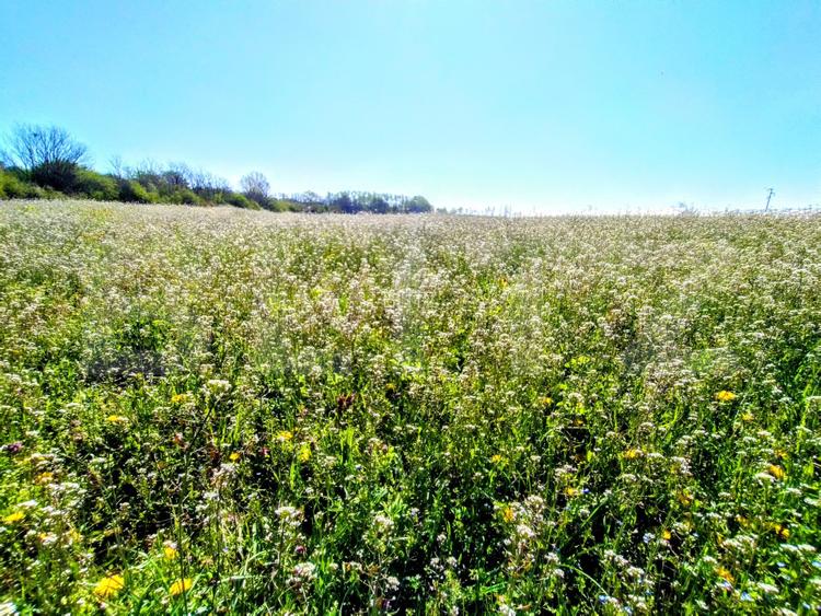 Teren EV si IV cu casa, 29.600 mp, utilitati si acces facil, Albesti - 7