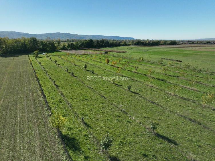 RECO, Teren cu livada de nuci, Zona Auseu, Bihor - 14
