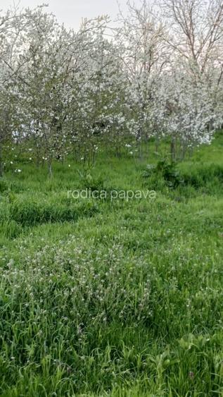 Proprietar,casa renovata ,teren 2000 mp deschidere 113 m,Farcasele Olt - 15