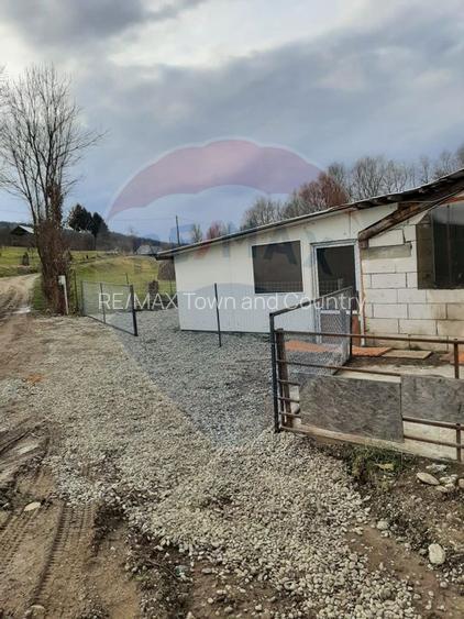 Afacere la cheie în creșterea porcinelor – Rona de Jos - 6