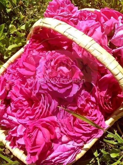 TEREN extravilan- 6 E/MP- CU PLANTATIE DE TRANDAFIRI! Teliu 7000mp - 10