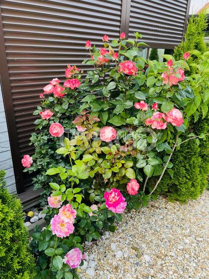 Casa moderna in Selimbar, 4 camere, renovata si gata de mutare - 13