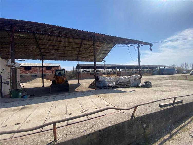 RECO hale cu teren generos Salonta - 5