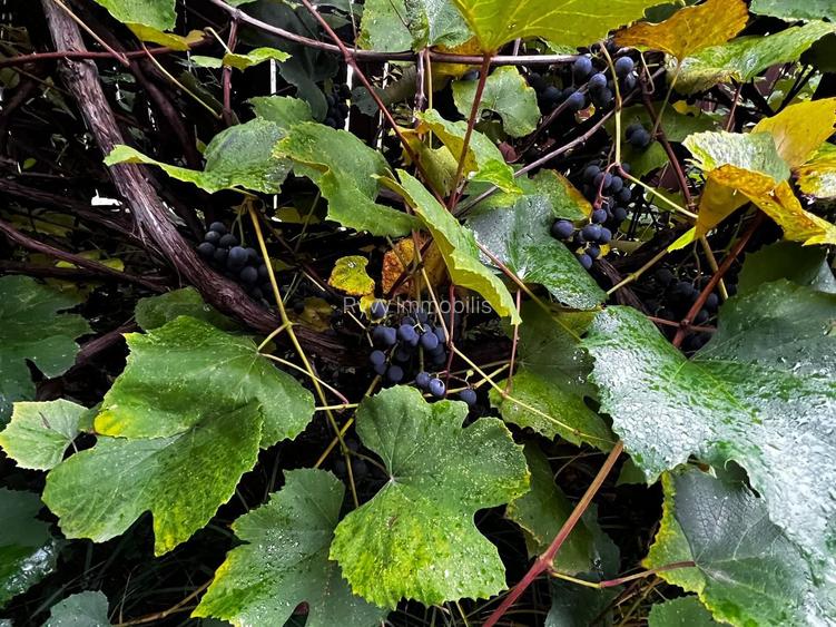 CASĂ CU SUFLET, ÎN INIMA COVASNEI, de vânzare - 21