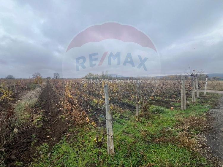 Teren intravilan 2727mp Carligele / Strada Tulceanu - 5