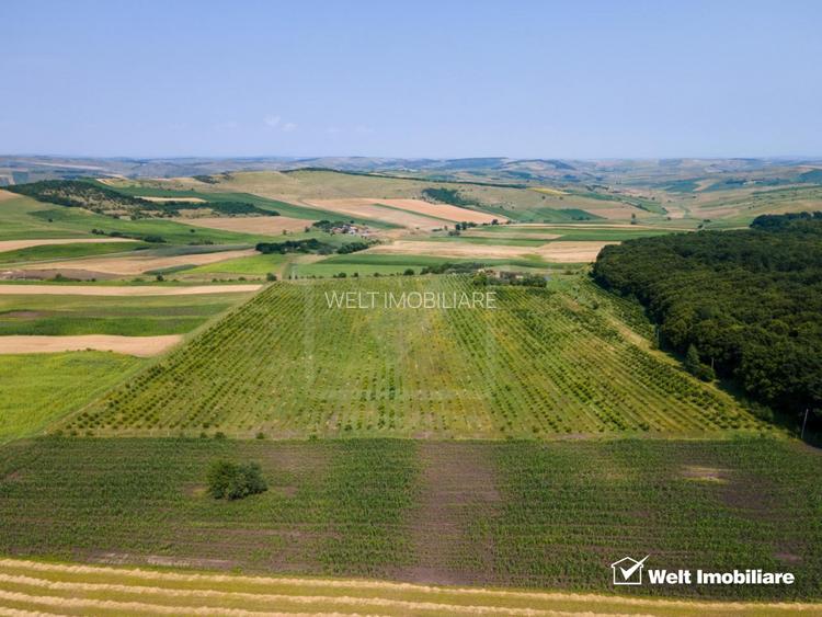 Teren nucifer cu plantatie de aluni, sat Frata, jud. Cluj - 8