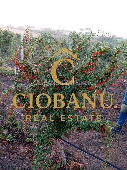 Teren intravilan cu PLANTATIE DE GOJII de vanzare in Racari - 21
